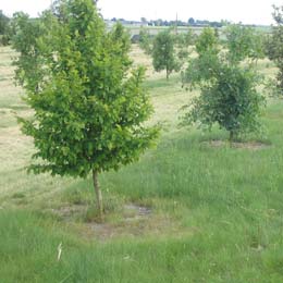 Carpe Trufero - Tuber Uncinatum